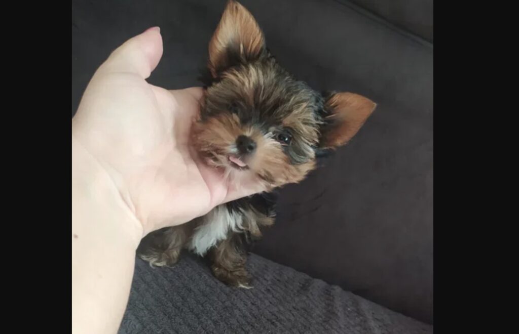 Oddam za darmo yorka miniaturkę